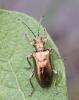 Plateumaris sp.